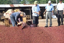 Kinh đô cà phê “hoang mang” vì thông tin cà phê bẩn