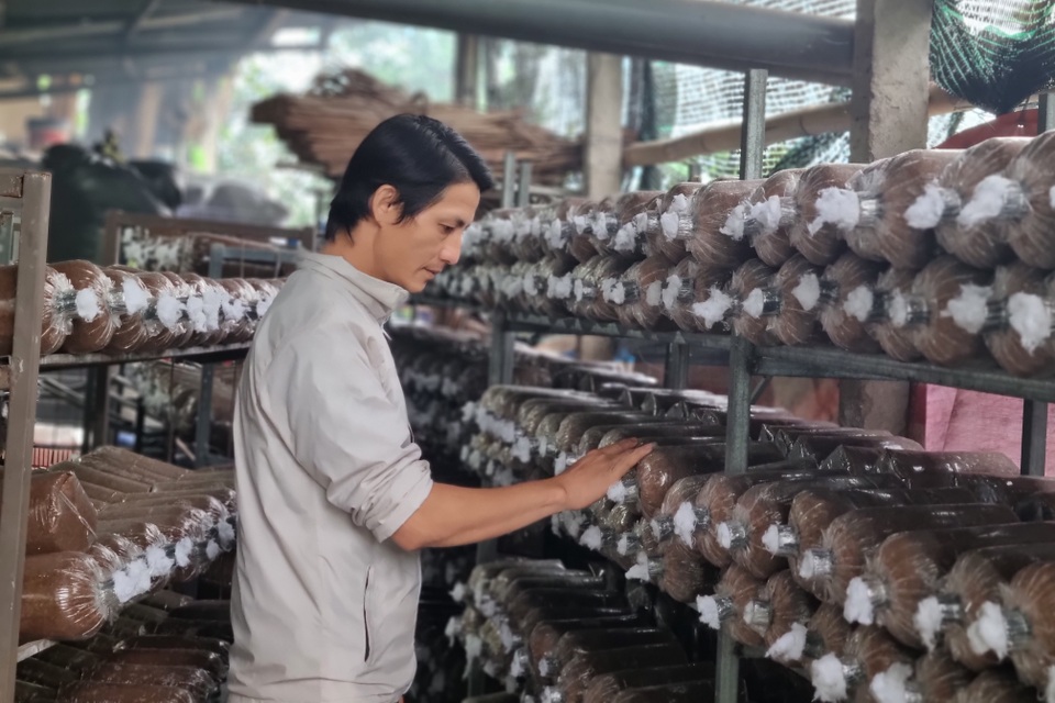 Cựu hướng dẫn viên du lịch chuyển nghề trồng nấm, thu về 400 triệu đồng/năm - 1 Cựu hướng dẫn viên du lịch chuyển nghề trồng nấm, thu về 400 triệu đồng/năm - 1