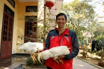 "Thần kê" 9 cựa cực quý hiếm, đại gia chơi sang lùng mua cúng Tết