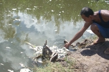 Tôm cá chết trắng đầm do nhà máy xả chất thải