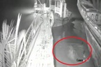 Thanh niên mất tích sau khi bị cá sấu tấn công, camera ghi lại toàn bộ