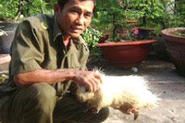 Con nhím bạch giá 60 triệu đồng