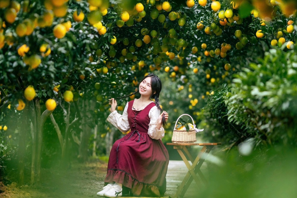 Khách mê hái quả, chụp ảnh, uống cà phê tại vườn khi đi du lịch Sơn La - 1 Khách mê hái quả, chụp ảnh, uống cà phê tại vườn khi đi du lịch Sơn La - 1