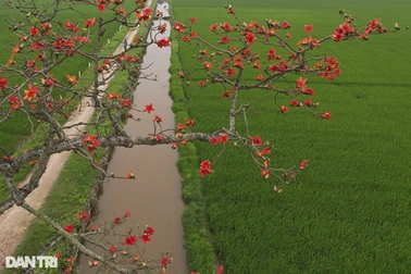Những cây hoa gạo "cô đơn" nổi bật trên đồng ruộng xanh mùa hoa nở