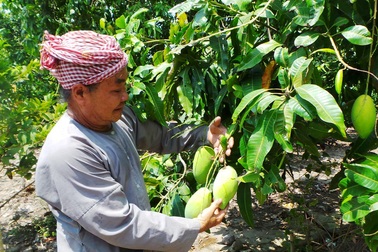 Mưa, nắng thất thường, dân miền Tây lo thất mùa vụ trái cây Tết