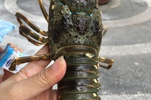 Buôn tôm hùm "giải cứu" giá 300 nghìn đồng/con vẫn lãi đậm