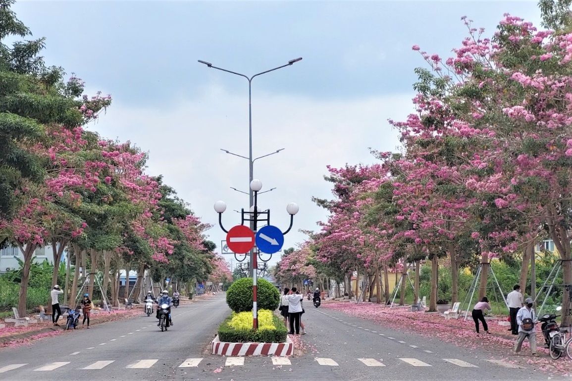 Đường hoa kèn hồng độc nhất vô nhị ở Sóc Trăng bung lụa rợp trời - 1 Đường hoa kèn hồng độc nhất vô nhị ở Sóc Trăng bung lụa rợp trời - 1