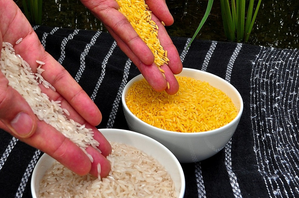 Gạo vàng biến đổi gen ở Philippines có gì đặc biệt, tính an toàn ra sao? - 1 Gạo vàng biến đổi gen ở Philippines có gì đặc biệt, tính an toàn ra sao? - 1