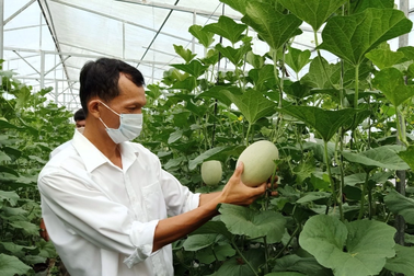 22,8 tỷ đồng chi đào tạo nghề cho 12.000 lao động nông thôn