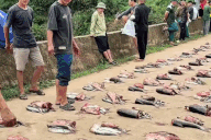 Cả làng ở Phú Thọ góp tiền nuôi cá chung, thu cả tấn chia cho từng hộ