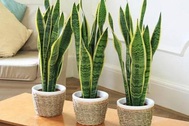 Bất ngờ từ những loại cây quen thuộc "nuốt’ bụi mịn, lọc không khí"