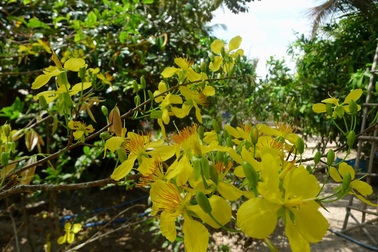 Miền Tây mai nở vàng rực “ăn tết” muộn