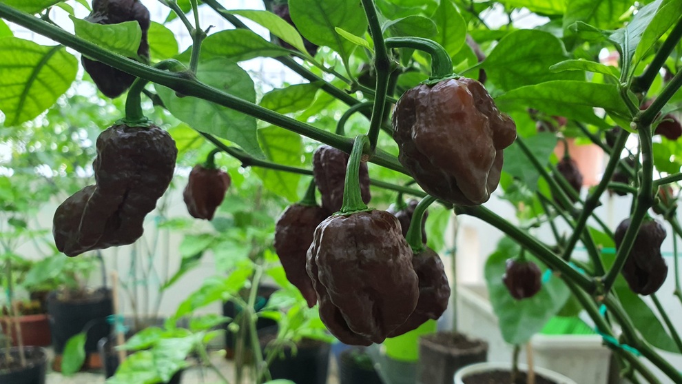 Trào lưu làm vườn, trồng cây gia vị hiếm có khó tìm của các ông bố Việt - 4 Trào lưu làm vườn, trồng cây gia vị hiếm có khó tìm của các ông bố Việt - 4