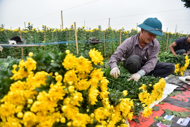 Người dân Tây Tựu rạng rỡ vì trúng vụ hoa cúc Rằm tháng Chạp - 13 Người dân Tây Tựu rạng rỡ vì trúng vụ hoa cúc Rằm tháng Chạp - 13