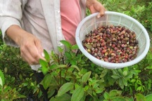 Những đứa trẻ hái sim kiếm tiền đi học