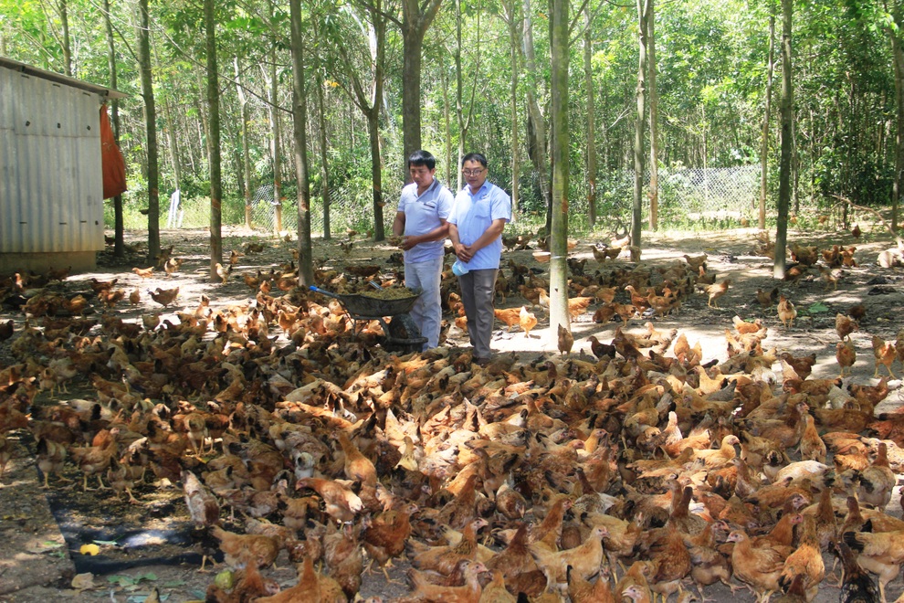 Chăn nuôi bằng phương pháp độc, lạ, nông dân thu lãi gần 200 triệu đồng - 1 Chăn nuôi bằng phương pháp độc, lạ, nông dân thu lãi gần 200 triệu đồng - 1