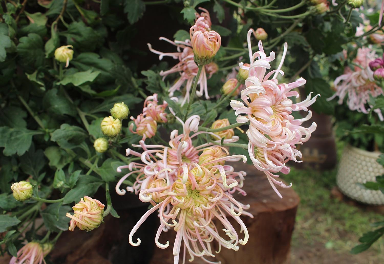 Mãn nhãn với vườn cúc cổ, đẹp mê hồn giữa lòng Hà Nội - 7