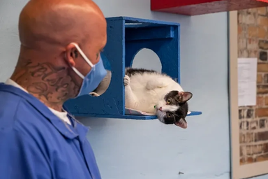 Những chú mèo mang "nhiệm vụ đặc biệt" trong nhà tù an ninh tối đa