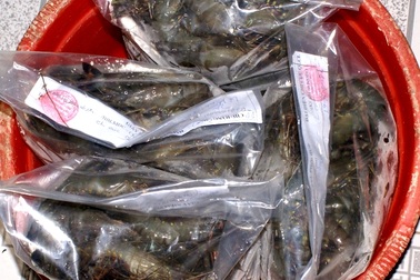 Bạc Liêu: Bắt giữ hơn 1,3 tấn tôm chứa tạp chất