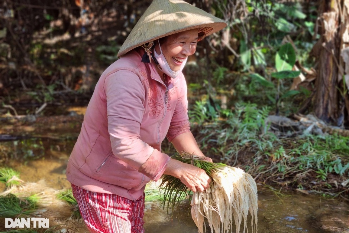 Trồng loại củ trắng ngần để muối ăn, nông dân có Tết ấm vì được giá - 3 Trồng loại củ trắng ngần để muối ăn, nông dân có Tết ấm vì được giá - 3