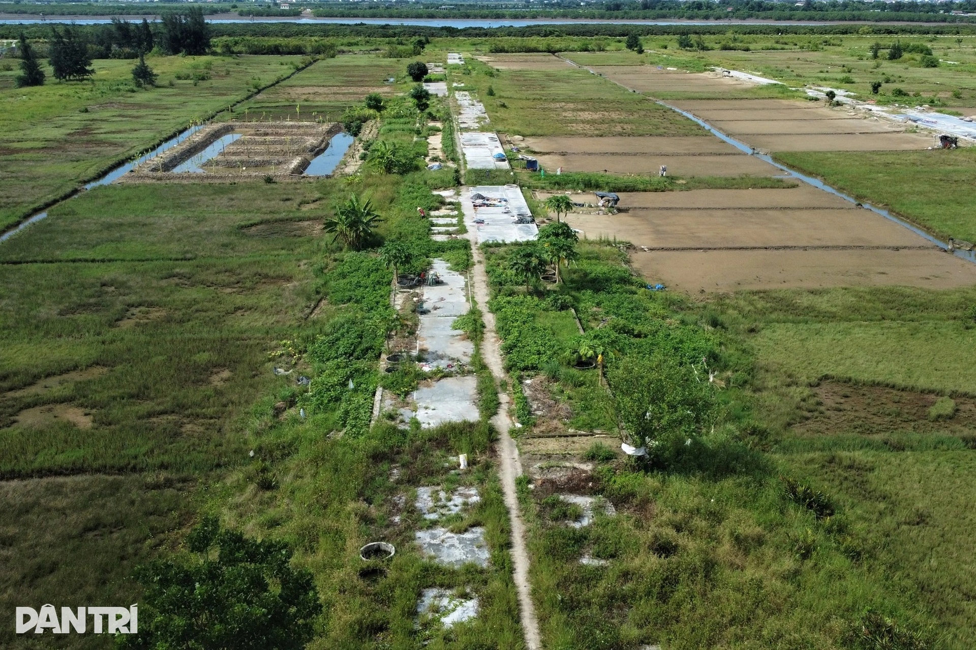 Dân bỏ nghề làm một ngày ăn cả năm, 80ha đất bị bỏ hoang - 2