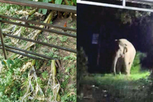 Voi rừng đi tìm thức ăn ở gần điểm du lịch