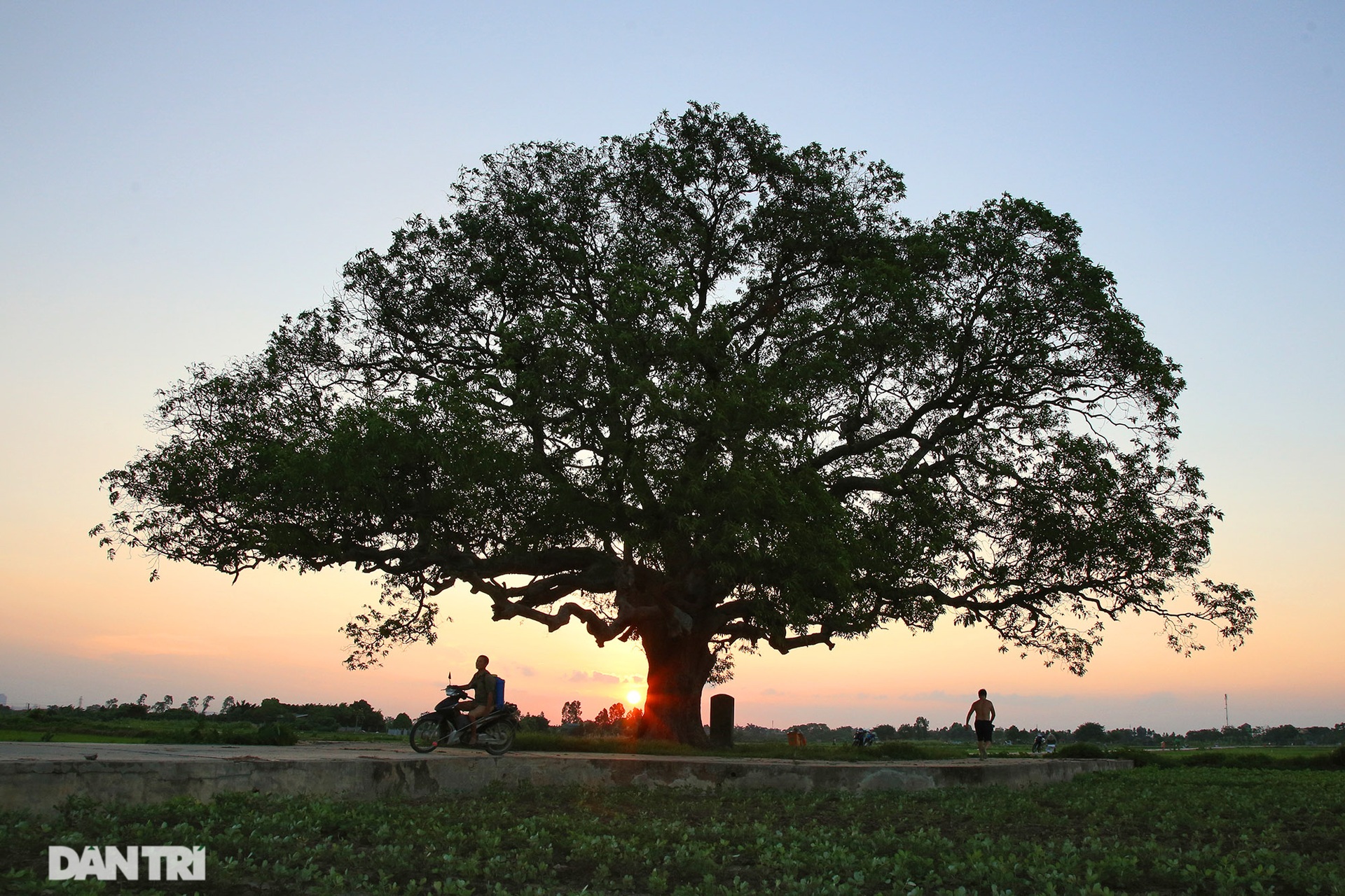 Cây muỗm 600 năm tuổi có nguy cơ chết khô vì bị quây bê tông quanh gốc - 15