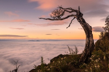 Cây phong ba Lảo Thẩn bị đốn hạ: Dân phượt tiếc nuối và tức giận!