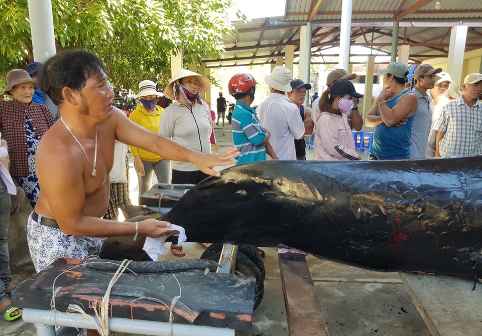 An táng cá voi dài 3,5m chết dạt vào bờ biển Nha Trang - 3 An táng cá voi dài 3,5m chết dạt vào bờ biển Nha Trang - 3