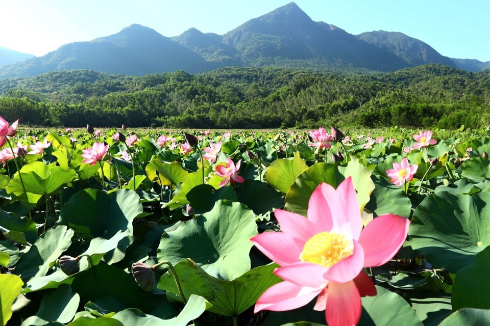 Cả làng trồng sen, chỉ bán hạt cũng lãi gấp đôi so với trồng lúa - 1 Cả làng trồng sen, chỉ bán hạt cũng lãi gấp đôi so với trồng lúa - 1