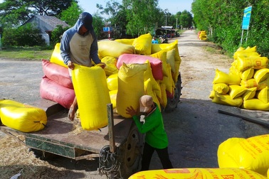 Giá lúa tăng từng ngày do hạn, mặn gay gắt
