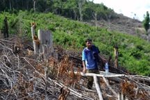 6 lãnh đạo xã bị kỷ luật đảng vì để rừng bị "cạo trọc" tại Phú Yên