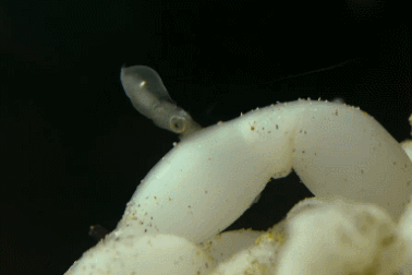 Cận cảnh khoảnh khắc hiếm thấy khi mực ống con nở ra từ trứng