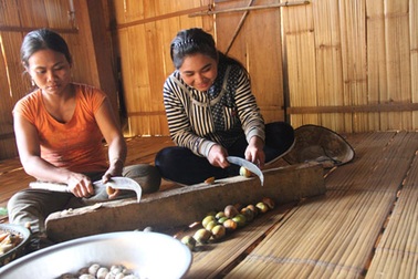 Trung Quốc ngừng mua, cau chín rục, dân bỏ mặc  