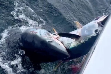 Cá mập cướp thành quả của ngư dân