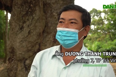 Cây dầu 800 tuổi ở Trà Vinh và những huyền tích ly kỳ.