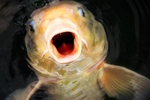 Vì sao cá có thể xuất hiện ở những vùng nước bị cô lập hoàn toàn?