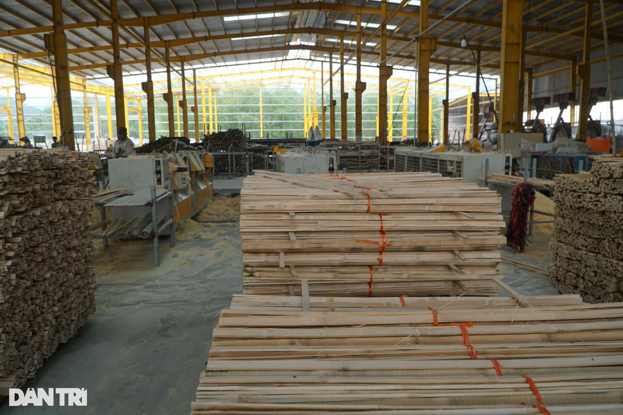Chuyện cây luồng từ Thanh Hóa ra Lăng Bác - 7 Chuyện cây luồng từ Thanh Hóa ra Lăng Bác - 7