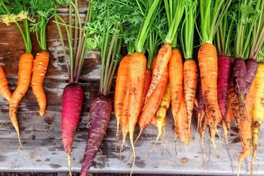 Mẹ "bỉm sữa" thuê nhà làm vườn hữu cơ, trồng rau trái cho con thưởng thức