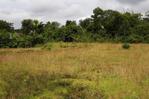 Hơn 33 ha đất "ngủ quên" suốt 5 năm, UBND tỉnh Nghệ An lập đoàn kiểm tra!