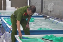 Cảnh sát thu giữ gần 250.000 con tôm hùm giống không rõ nguồn gốc