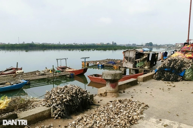 Lo sốt vó với loài tăng cường sinh lực, từng cho thu nhập gây choáng