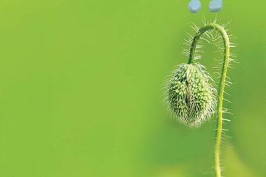 Các đấng mày râu hãy cảnh giác!