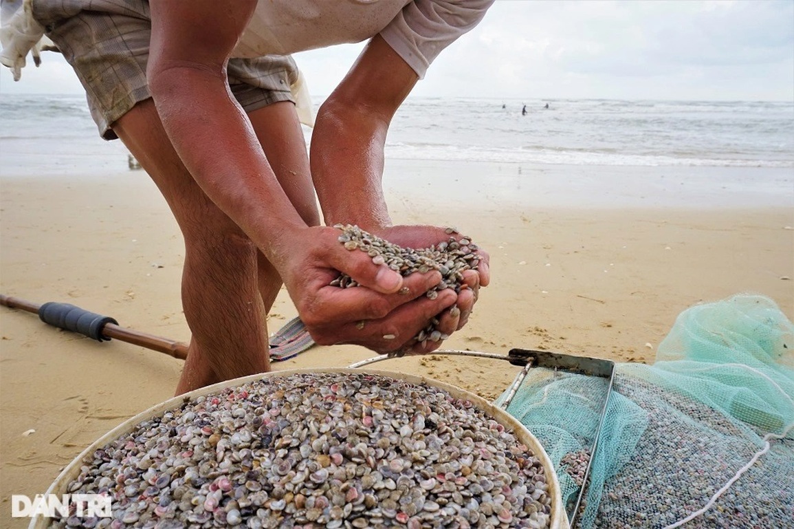 Cuối năm, ngư dân đi cào sản vật quý, kiếm nửa triệu mỗi ngày - 9 Cuối năm, ngư dân đi cào sản vật quý, kiếm nửa triệu mỗi ngày - 9