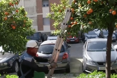 Lạ lùng thành phố tạo ra điện từ... những quả cam rụng bị vứt bỏ