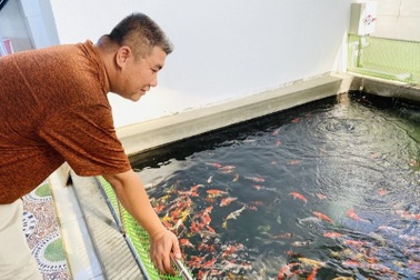 Lan tỏa thú chơi Koi lành mạnh giữa chốn thị thành