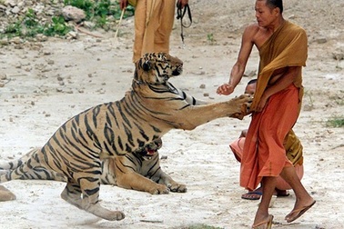 "Rùng mình" nhà sư Thái Lan nô đùa cùng mãnh thú