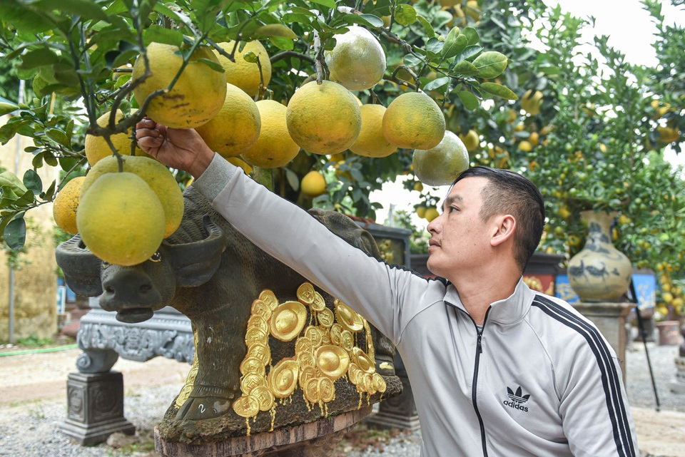 Chưa Tết, siêu phẩm trâu cõng bưởi đã hết hàng - 2 Chưa Tết, siêu phẩm trâu cõng bưởi đã hết hàng - 2