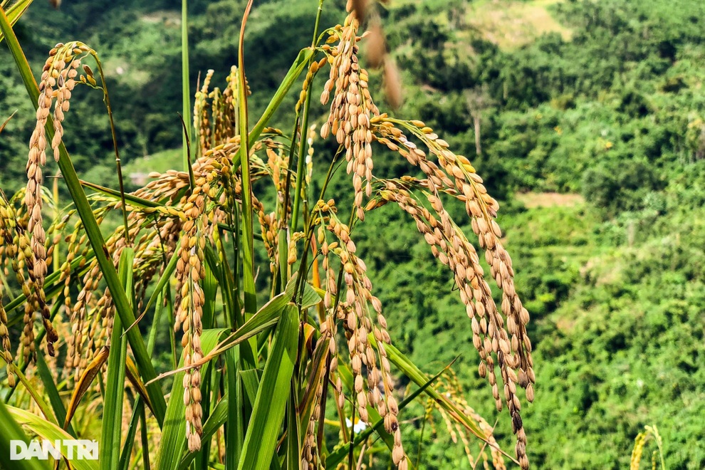 Mùa tuốt lúa sống nhờ… nước trời ở Quảng Ngãi - 2 Mùa tuốt lúa sống nhờ… nước trời ở Quảng Ngãi - 2