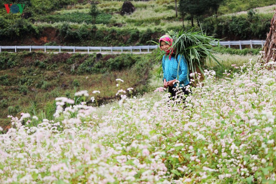 “Phượt” Hà Giang - mảnh đất nơi địa đầu Tổ quốc - 17 “Phượt” Hà Giang - mảnh đất nơi địa đầu Tổ quốc - 17